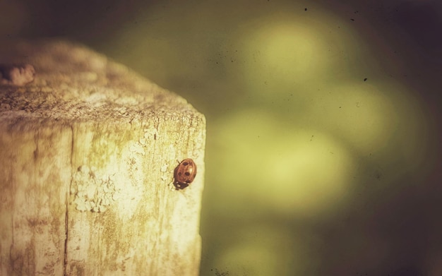 Foto close-up di una coccinella sul legno