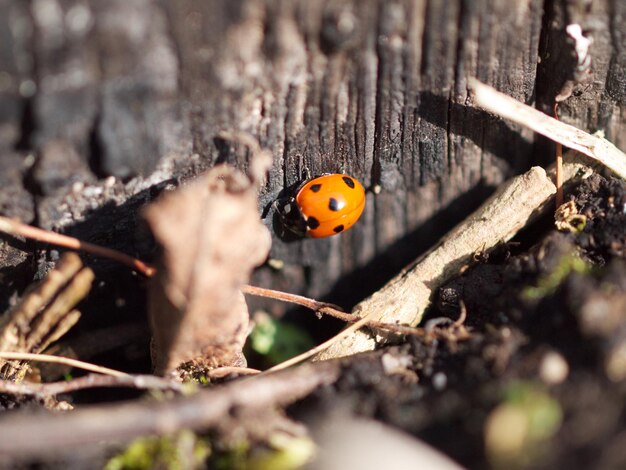 Foto prossimo piano di una coccinella sul legno