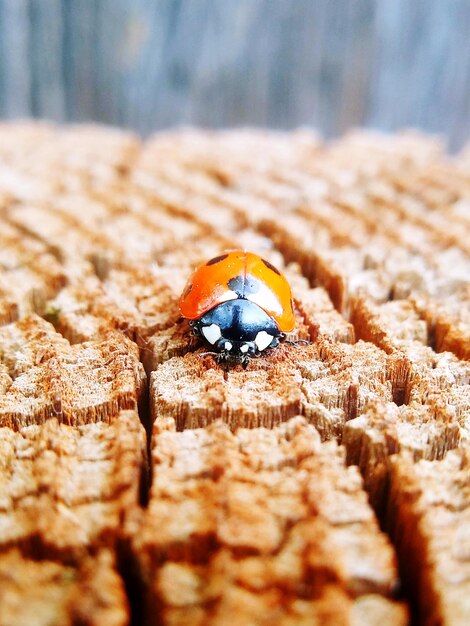 Close-up of ladybug on wood