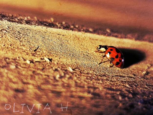 Close-up of ladybug on wood