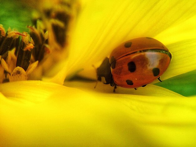 Close-up of ladybug on yellow flower