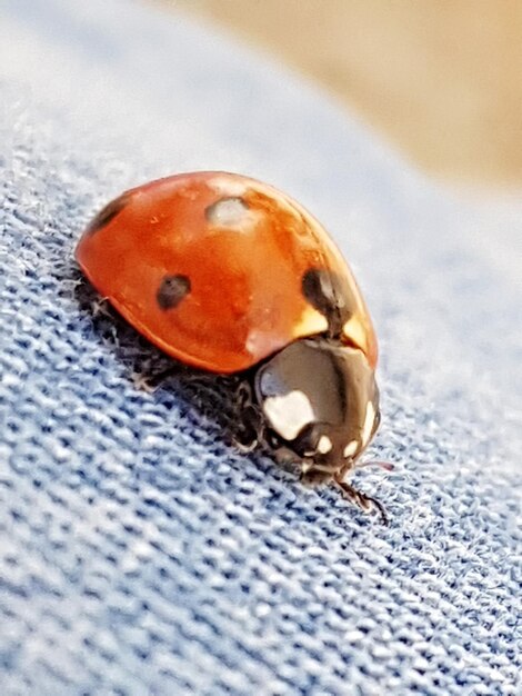 Close-up of ladybug