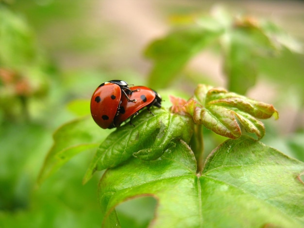 Close-up of ladybugs on plant