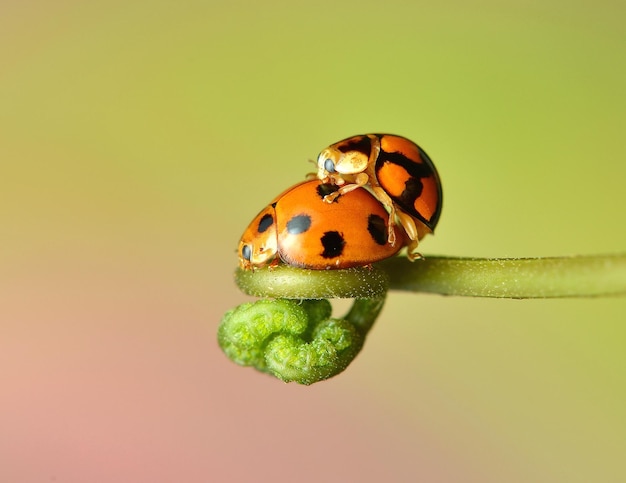 Close-up of ladybugs on plant