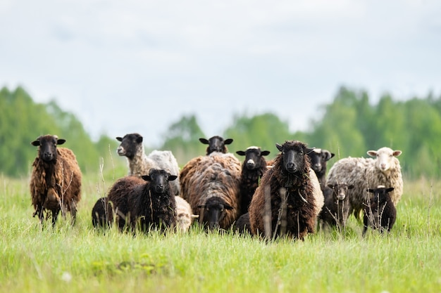 Close up on lambs and sheep in grass