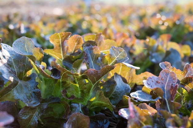 Close-up landbouw biologische rode eik in plantage