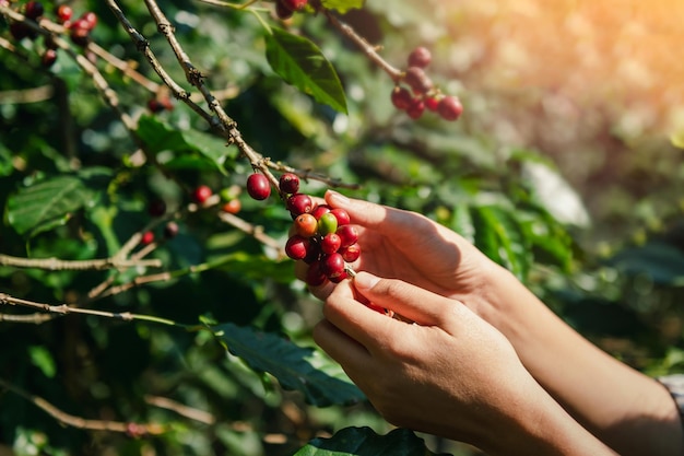 Close-up landbouw hand oppakken van rauwe koffieboon op boom in boerderij