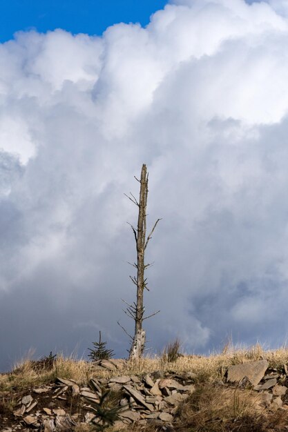 Close-up of landscape against sky