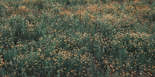 Close up landscape of wild late summer flower on the grass lawn