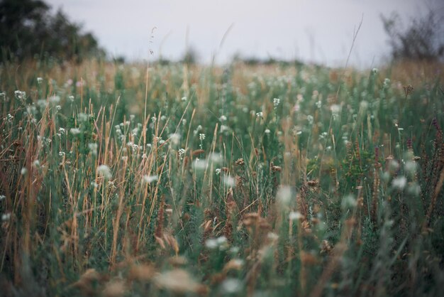 Close up landscape of wild late summer flower on the grass lawn