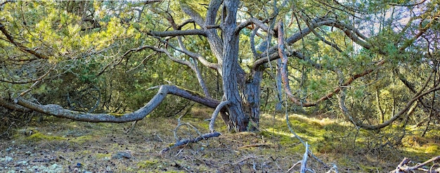 Close-up landschapsmening van een unieke boom in een groen park in Kattegat in Denemarken Verlaten natuurlijke bossen of bos met gebladerte en groen in de zomer Planten en vegetatie in een afgelegen gebied