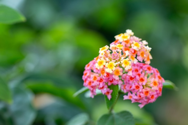 Lantana Camara 꽃의 클로즈업