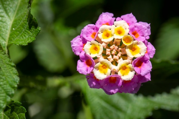 Close-up Lantana camara Zomerbloemen