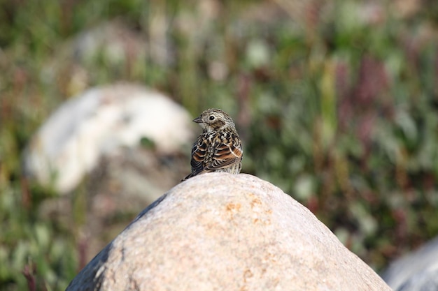 Close-up of a Lapland Longspur sitting on a rock with arctic tundra with plants in the background