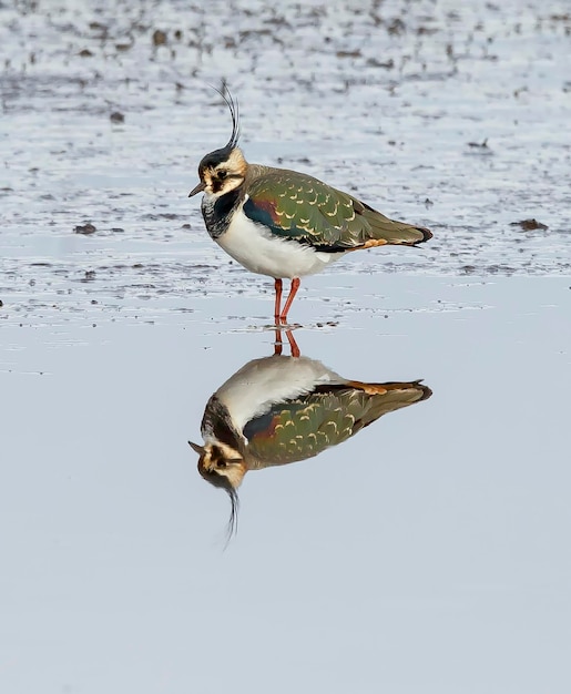 Photo close-up of lapwing perching on water