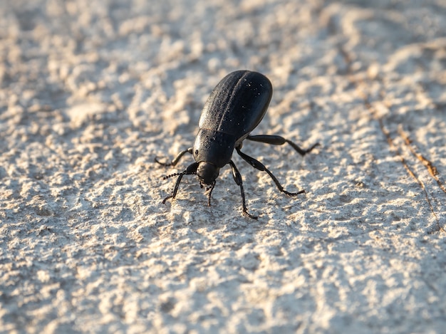 Chiudere un grande scarabeo nero su un pezzo di pietra bianca la mattina presto.