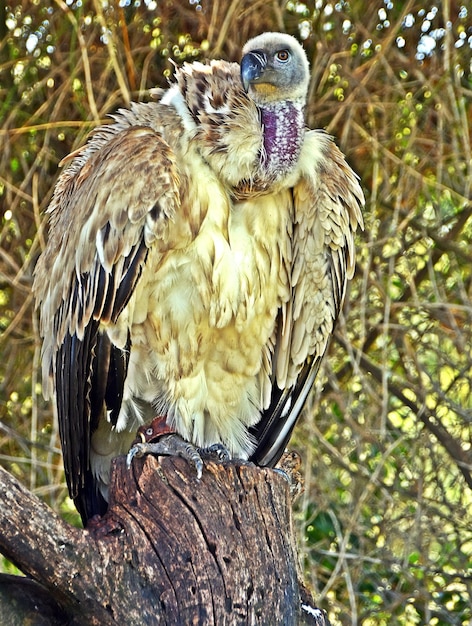 Foto chiuda in su di grande avvoltoio del capo marrone