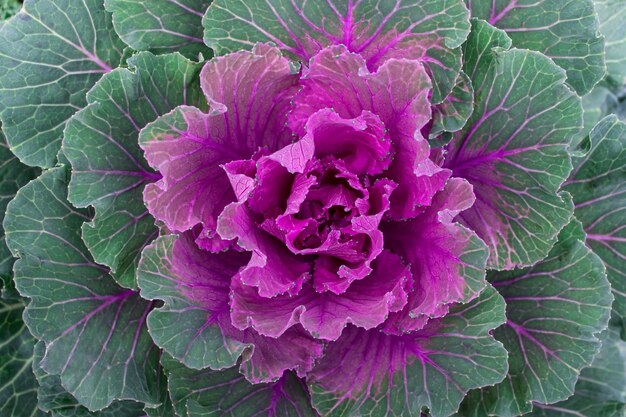 Close Up of large colorful oriental pink cabbage with wavy leaves.