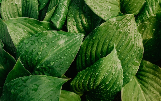 Close up on large drops of water on leaf