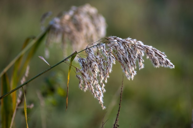 Foto close-up di una grande pianta d'erba sul campo