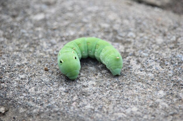 ぼんやりした背景に可愛い黒い斑点がある大きな緑色のカタツムリの近く