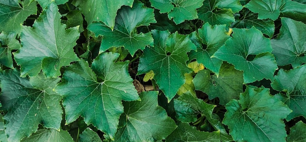 大きな緑の葉が茂った植物の自然な背景の接写