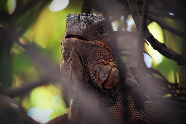 close-up of large iguana lizard on tree