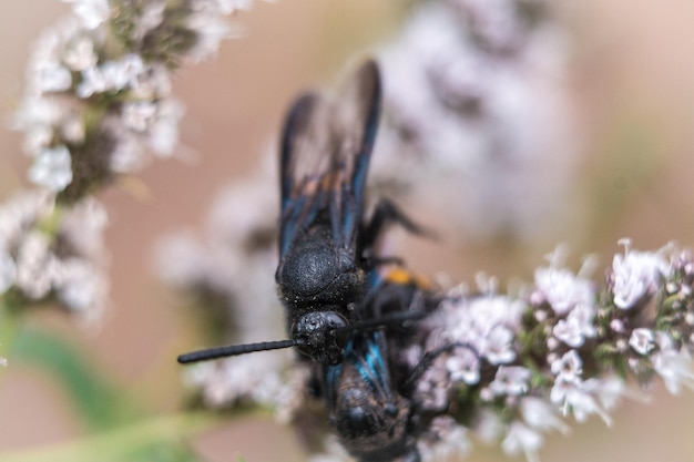 Photo close-up of a large multicolored fly pollinating a flower