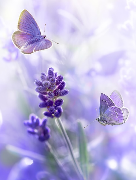 Close-up lavendel bloemen met ochtenddauw en vliegende vlinders in de zomer ochtend achtergrond. Paars groeiende lavendel natuurlijke achtergrond, wenskaart