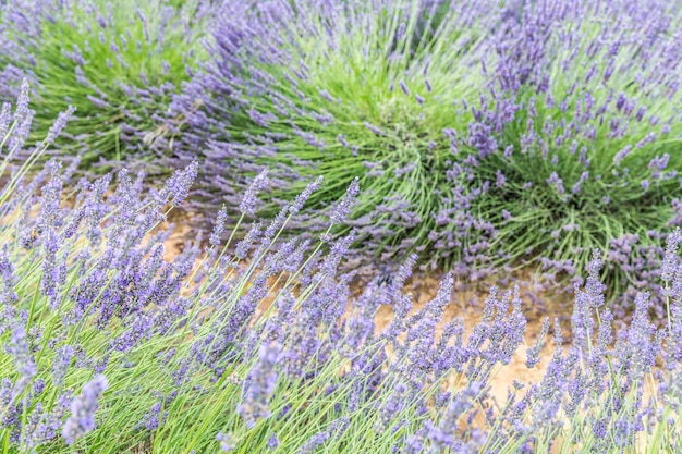 Close-up lavendel bloemen, zonsondergang droom paars violet zomer bloemen bacgkrround