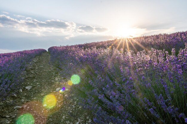 Close-up lavendelbloem bloeiende geurende velden in eindeloze rijen op zonsondergang selectieve focus op struiken