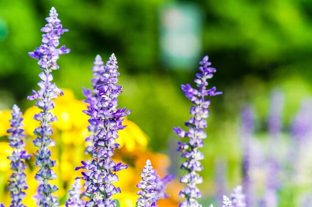 Close-up of lavender blooming outdoors