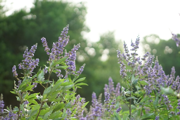 Foto close-up di lavanda in fiore all'aperto