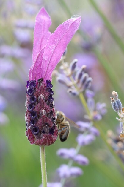 Close-up of lavender blooming outdoors