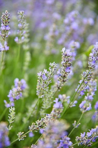 Chiuda in su dei cespugli della lavanda sul tramonto in estate