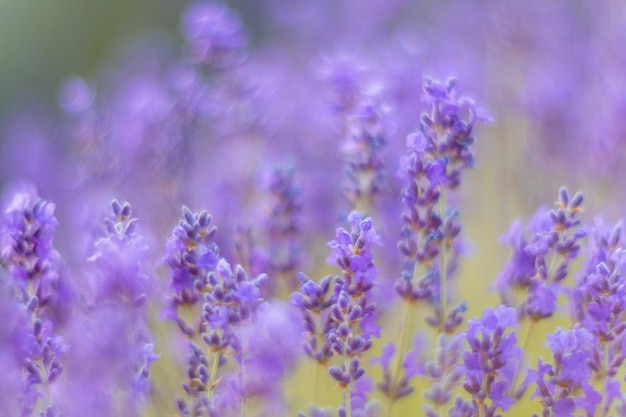 茂みに選択的に焦点を当てて日没の無限の列にラベンダーの花が咲く香りのフィールドをクローズアップ