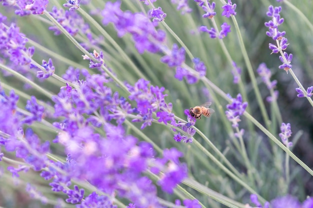 Close up lavender flower blooming scented fields in endless rows on sunset selective focus on bushes