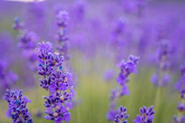 Close up lavender flower blooming scented fields in endless rows on sunset selective focus on bushes