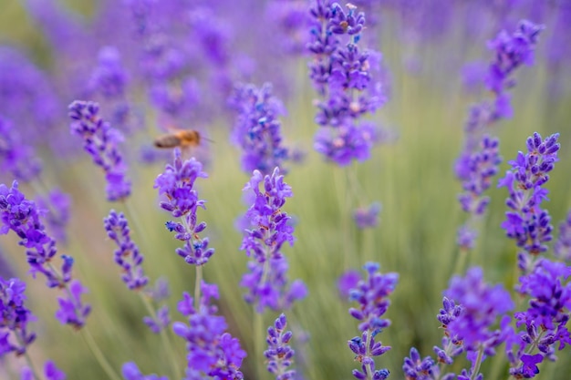 Close up lavender flower blooming scented fields in endless rows on sunset selective focus on bushes