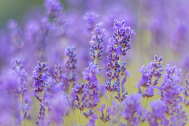 茂みに選択的に焦点を当てて日没の無限の列にラベンダーの花が咲く香りのフィールドをクローズアップ