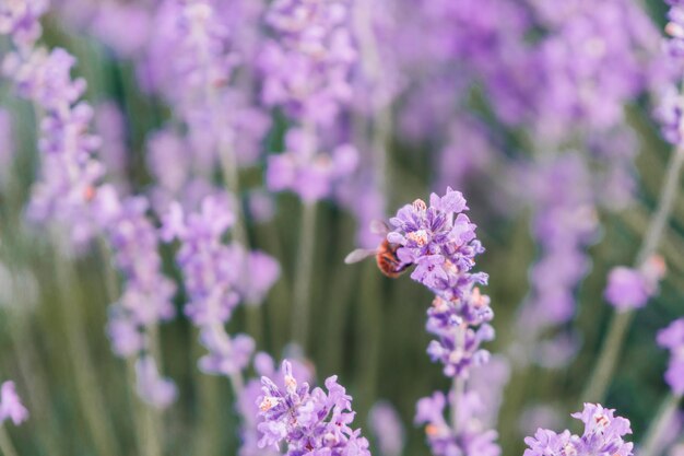 茂みに選択的に焦点を当てて日没の無限の列にラベンダーの花が咲く香りのフィールドをクローズアップ