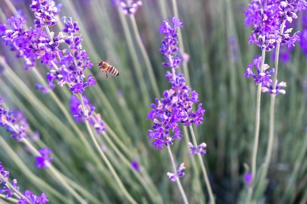 Close up lavender flower blooming scented fields in endless rows on sunset selective focus on bushes