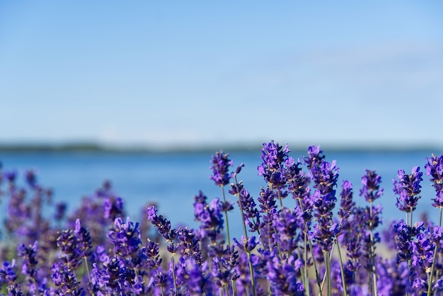 庭の夏の日にラベンダーの花のクローズアップ