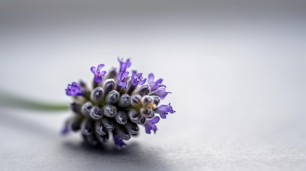 A close up of a lavender flower