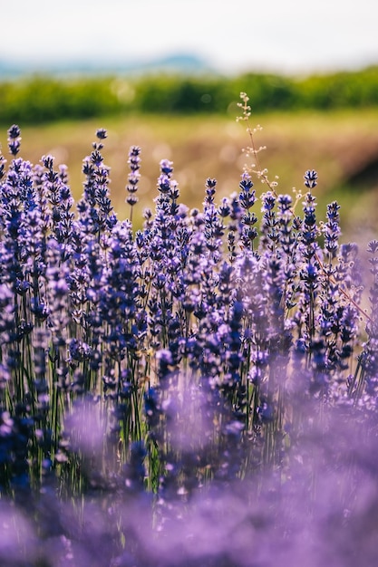 Photo close up of lavender flowers under the afternoon golden light near chatillon en diois in france