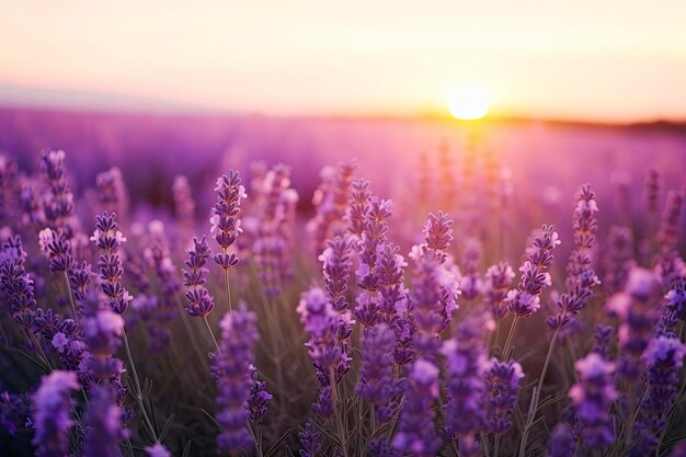 Close up lavender flowers in beautiful field at sunset