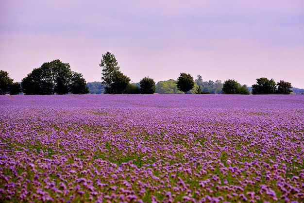 Close-up of lavender flowers blooming on field against sky