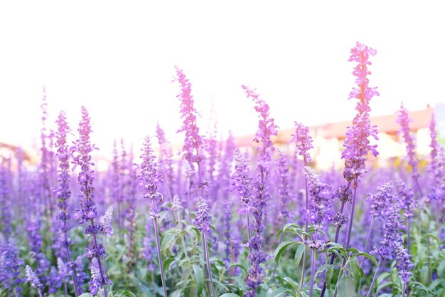 Close-up of lavender flowers blooming on field