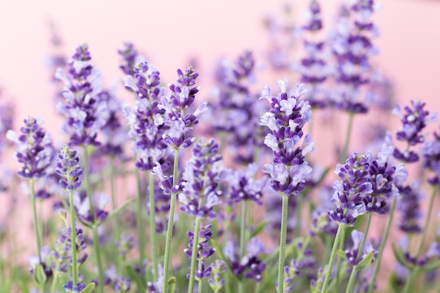 Close up on lavender flowers details