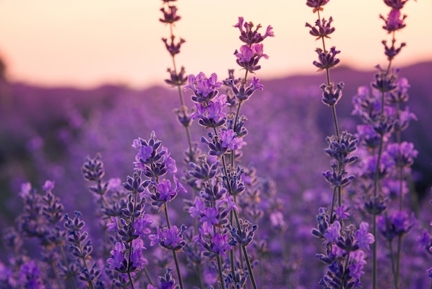 Premium Photo | Close up of lavender flowers in a lavender field under ...